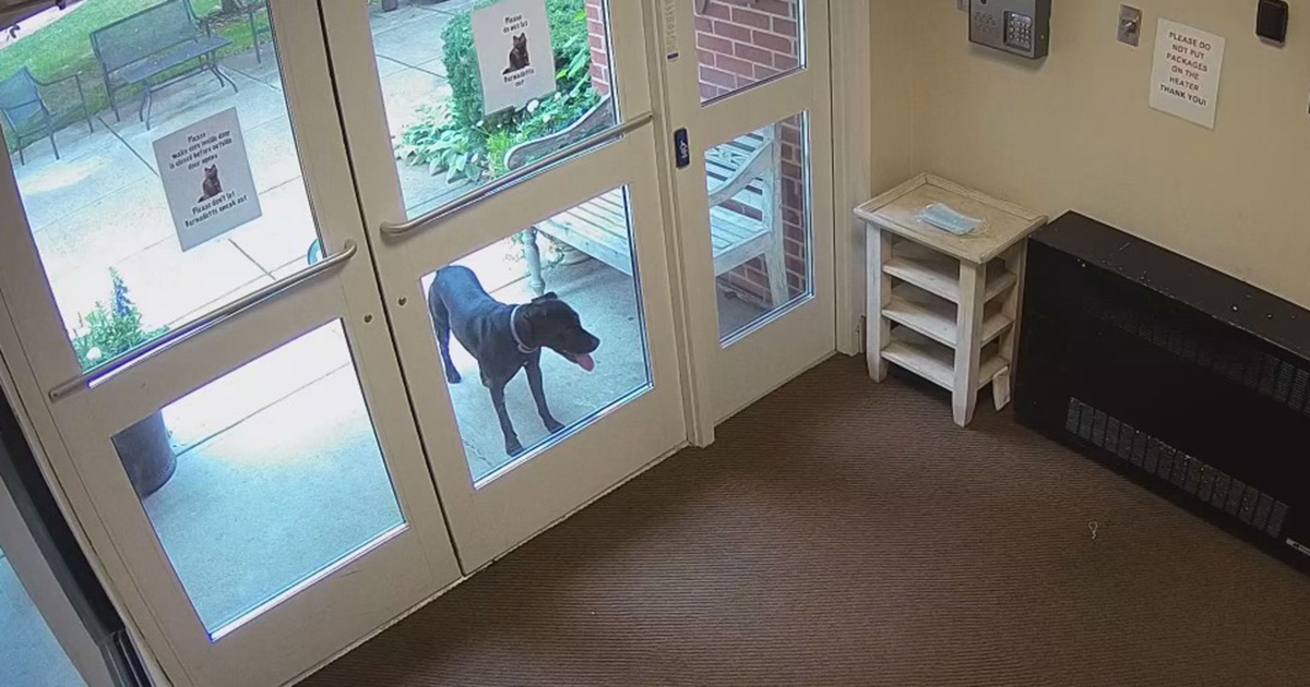 Dog runs off from home, then shows up at her owner's workplace Happy